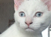 Male and female cats