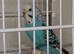 Proven pair of breeding budgies
