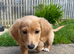 Stunning EE Red Long haired miniature dachshund puppy