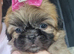 Last female Shih Tzu ready to go