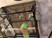 1 male and 2 female budgies with cage