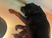 Stunning Rotti pups
