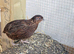 x12 Coturnix Quail Hatching Eggs