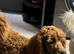 Small Toy poodle female