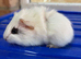 Baby female guniea pigs ready to be reserved