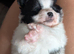 Beautiful Pomchi puppies