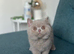 Three beautiful British shorthairs-boys