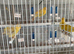 Double wire breeding cages