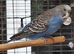 Budgie, male