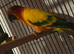 Sun conures