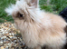 Gorgeous lionhead boy