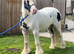 Gypsy cob gelding