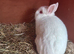 Beautiful white boy looking for a forever home
