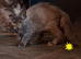 Pedigree Maine Coon kittens in Manchester