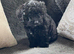 Cockapoo puppy