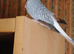 Silver male diamond dove for sale