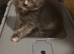 3 female kittens