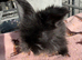 Angora buns