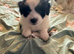 Bichon Maltese
