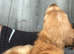 Cocker Spaniel boy Fully vaccinated