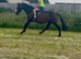15hh 4 year old mare