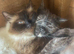 Ragdoll female