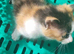 Daisy need's a forever home