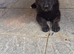 beautiful shepkita puppies