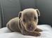 Beautiful Jack russel puppies
