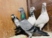 Pakistani young highflying pigeons