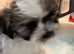 Beautiful Malshie puppies