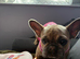 2 years old French bulldog girl