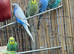 9 beautiful budgies for sale