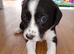 Stunning litter of sprollie pups ready for their forever homes