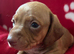 KC reg mini dachshund for sale