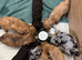 F1B Cockapoo puppies - 2 Boys Available