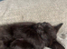 Boy kitten