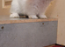 Female 8 week old Rabbit