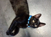 Male kitten 6 months old