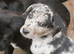 Blue Merle, Sable, Black and White Lollies