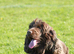 Loverly kc show cocker spaniel girl