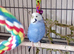 2x tame budgies plus cage and accessories