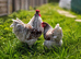 Wyandotte Chicks