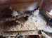 Homing pigeons. Rare coloura