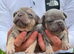 French bulldog Puppies