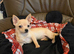 Chihuahuas for sale