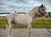 Welsh x colt to make 13.3+
