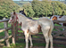 Beautiful Appaloosa Filly Foal