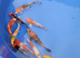 koi available &pound;5 small koi