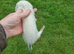 Silver jill- micro/lurcher ferret- but throws full micros with a small hob- 2years old
